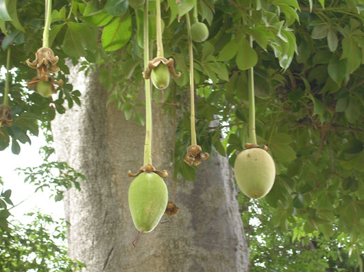 Le fruit de baobab bio sauvage récolté par le laboratoire Biologiquement